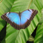 Marie R.