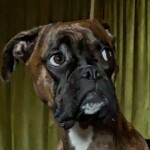 Betka V.